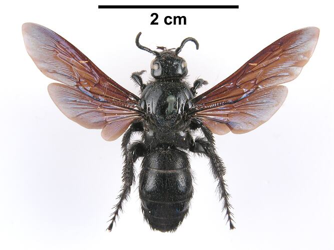 Dorsal view of pinned wasp specimen, wings spread.
