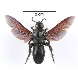 <em>Austroscolia soror</em> (Smith, 1855), Hairy Flower Wasp