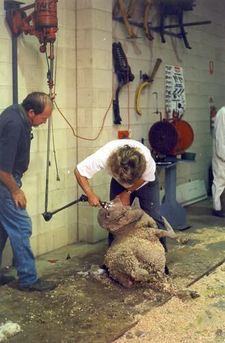 Shearing workshop, Women on Farms Gathering, Bendigo 1997.