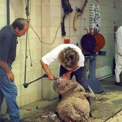 Shearing workshop, Women on Farms Gathering, Bendigo 1997.