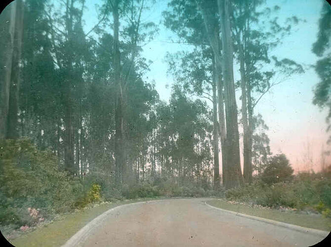 Lantern Slide - Burnham Beeches, Kallista, Victoria, Date Unknown. [BA 1802]
