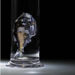 Hatchet fish in a glass jar of ethanol.