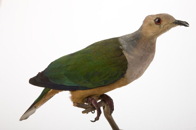 <em>Ducula basilica basilica</em>, Cinnamon-bellied Imperial-Pigeon, mount.  John Gould Collection.  Registration no. 22412.