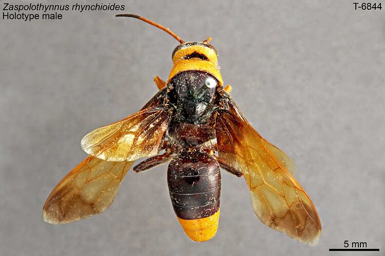 Flower Wasp specimen, dorsal view.