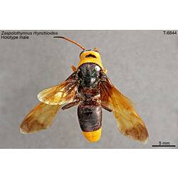Flower Wasp specimen, dorsal view.