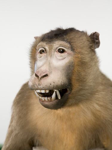 Face-on view of mounted Macaque specimen.
