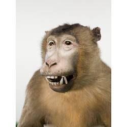 <em>Macaca nemestrina</em>