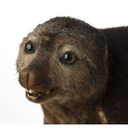 Detail of mounted Bear Cuscus specimen's face.