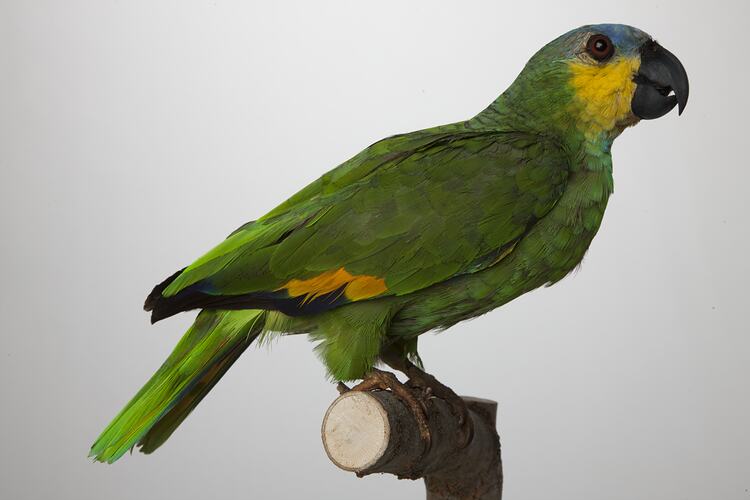 <em>Amazona amazonica</em>, Orange-winged Parrot, mount.  Registration no. 61426.