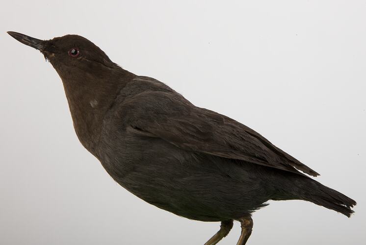 <em>Cinclus mexicanus</em>, American Dipper, mount.  Registration no. 57679.