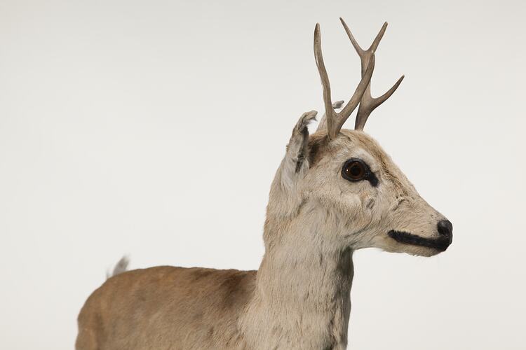 <em>Ozotoceros bezoarticus</em>, Pampas Deer, mount.  Registration no. C 30651.