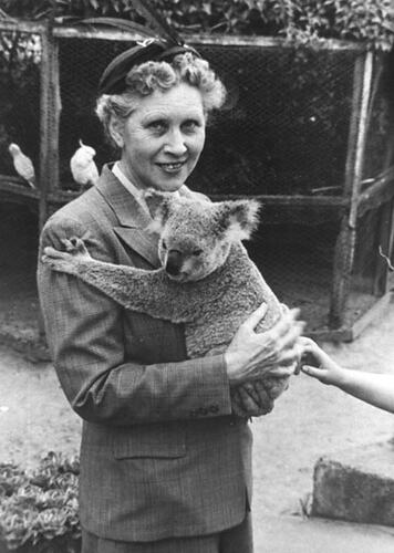 Photograph - Dorothy Howard with Koala, Brisbane, Dorothy Howard Tour, 1954