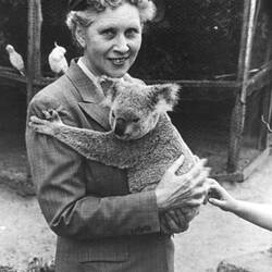 Photograph - Dorothy Howard with Koala, Dorothy Howard Tour, Koala Sanctuary, Brisbane, 1954