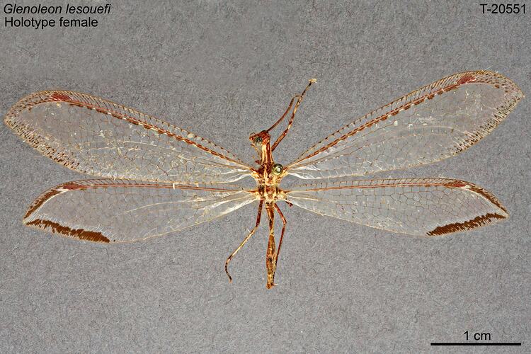 Antlion specimen, dorsal view.