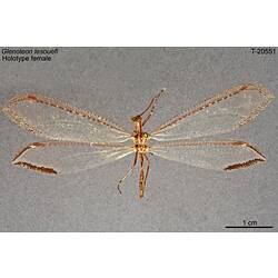 Antlion specimen, dorsal view.