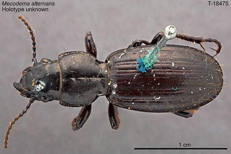 Beetle specimen, dorsal view.