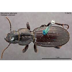 Beetle specimen, dorsal view.