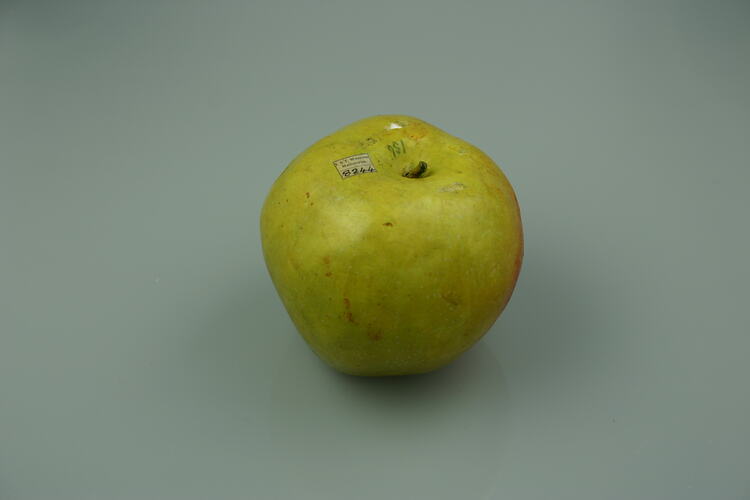 Wax model of a green apple.