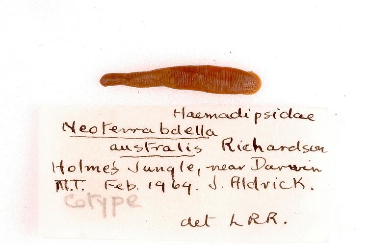 Annelid worm specimen, top view, and label.