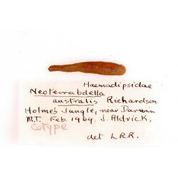 Annelid worm specimen, top view, and label.