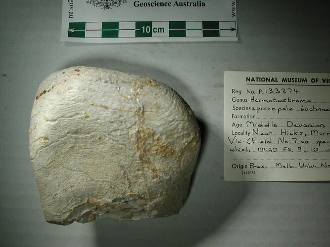 Rounded fossil sponge specimen beside scale bar and label.