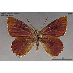 Butterfly specimen, male, dorsal view.