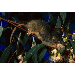 A Yellow-footed Antechinus on a thin branch, feeding on flowers.