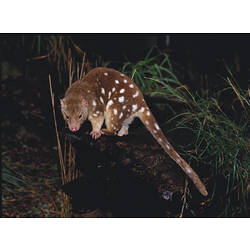 A Spotted-tailed Quoll in a forest at night.