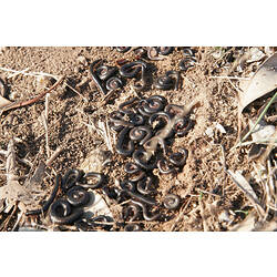 Many coiled black millipedes on the ground.