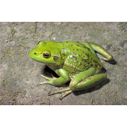 A bright green Southern Bell Frog sitting on dry grey earth.