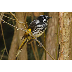 A New Holland Honeyeater perched on a thin branch.