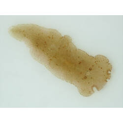 Dorsal view of flatworm.