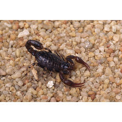 A Wood Scorpion on small pebbles.
