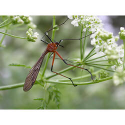 <em>Harpobittacus australis</em> (Klug, 1838), Scorpion Fly