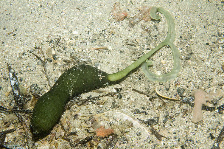 Green Spoon Worm with "Y" shape proboscis extended