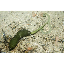 Green Spoon Worm with "Y" shape proboscis extended