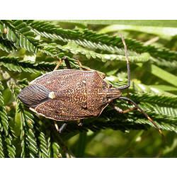 A Shield Bug on a leaf.