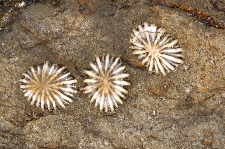Three False Limpets attached to a rock.
