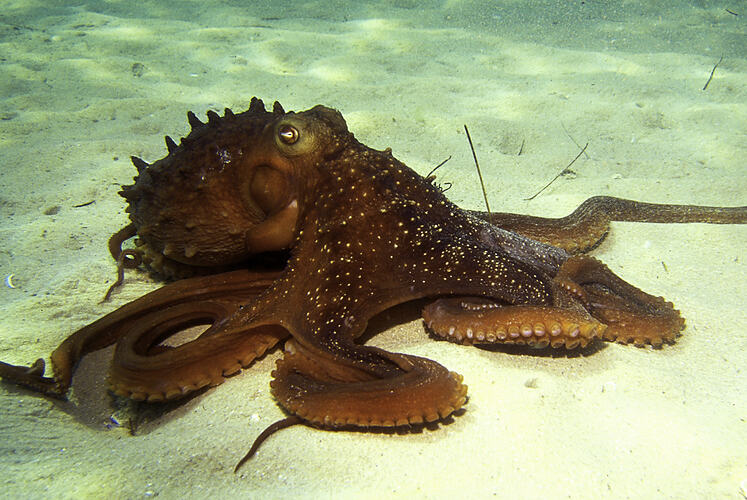 Maori Octopus on sand