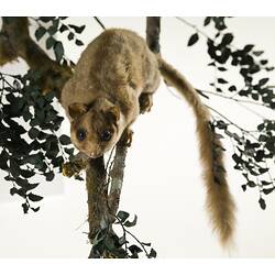 Possum specimen mounted in a tree.