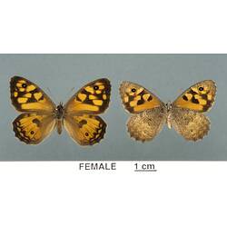 Two pinned orange and brown butterfly specimens.