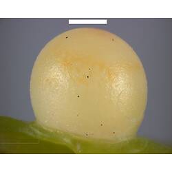 Spherical yellow egg with white scale bar above.