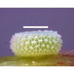 White and green butterfly egg, side view.