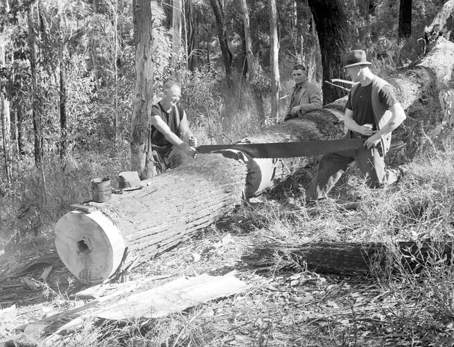 [Cutting railway sleepers at Big Creek on the Omeo Road, September 1945.]