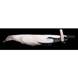 Dry bird skin specimen with labels.