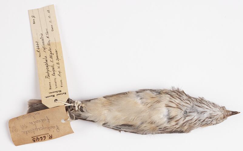 Dry bird skin specimen with labels.