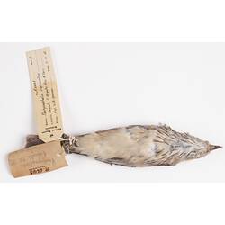 Dry bird skin specimen with labels.
