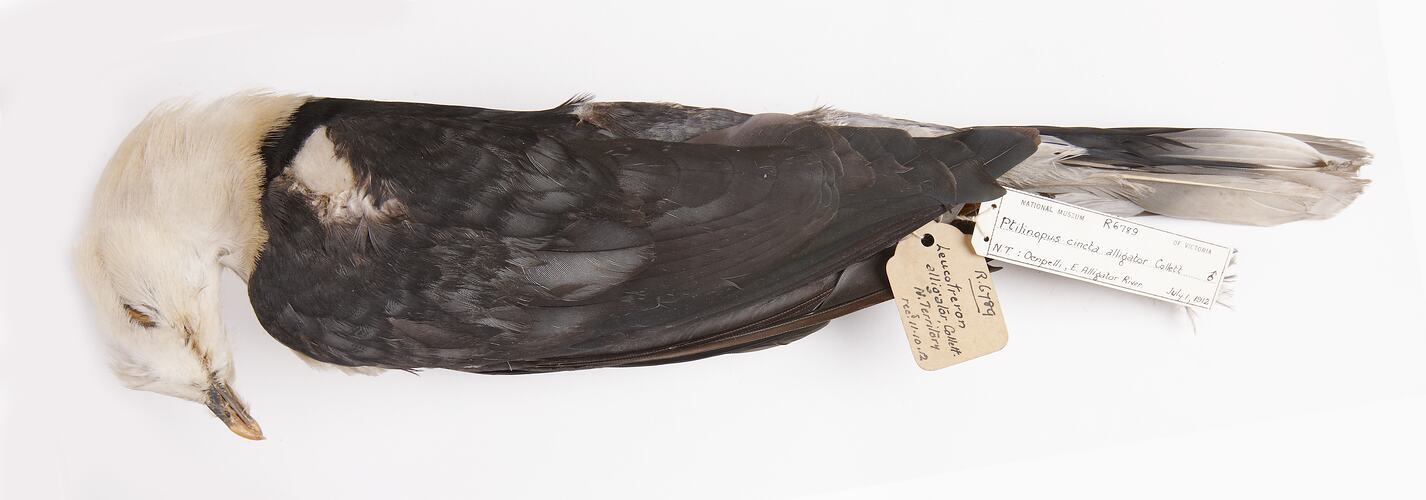 Dry bird skin specimen with labels.