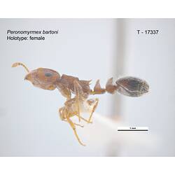 Ant specimen, lateral view.