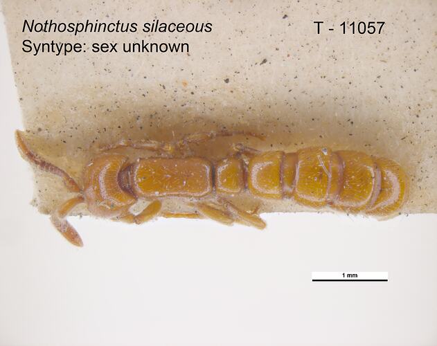 Ant specimen, dorsal view.